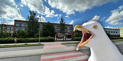 Agresywne ptaki terroryzują osiedle we Włocławku. "Moje prawa są deptane"-68535