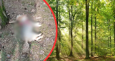 Dramat w lesie na Zazamczu. Komentarze tylko dolały oliwy do ognia-79205