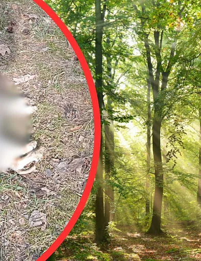 Dramat w lesie na Zazamczu. Komentarze tylko dolały oliwy do ognia-79205