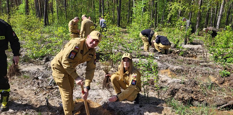 Pożar przed laty strawił 3 ha lasu pod Włocławkiem. Dziś wracają tam drzewa - 79180