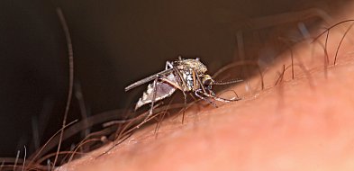 Plaga meszek w Michelinie. Mieszkańcy mają dość-79787