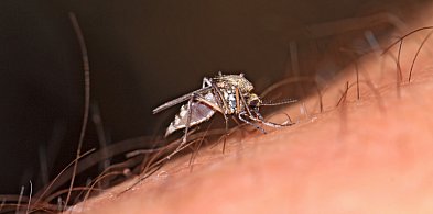 Plaga meszek w Michelinie. Mieszkańcy mają dość-79787