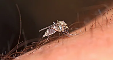 Plaga meszek w Michelinie. Mieszkańcy mają dość-79787