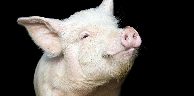 Gospodarz spod Włocławka pastwił się nad świniami. Usłyszał poważne zarzuty - 79856