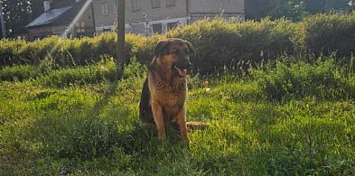 Wczoraj szukali go w całym mieście. Dziś wiadomo, co z tym psem-80318