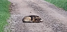 Przemierzył 60 km w poszukiwaniu ratunku