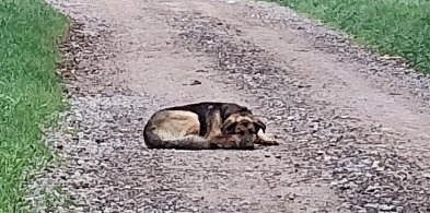 Przemierzył 60 km w poszukiwaniu ratunku. Teraz potrzebuje naszej pomocy-80383