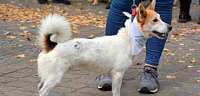 Psy ze schroniska idą w miasto