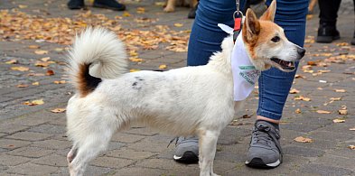 Psy ze schroniska idą w miasto. Nowa akcja: „Łapa w łapę po Włocławku”-80619