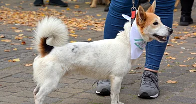 Psy ze schroniska idą w miasto. Nowa akcja: „Łapa w łapę po Włocławku”-80619