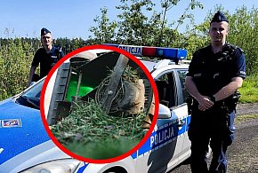 Koszmar na działce. 73-latka upadła na włączoną kosiarkę-80696