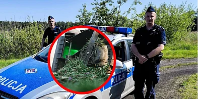 73-latka upadła na włączoną kosiarkę-80696