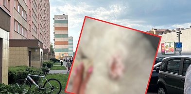Pies został trafiony w trakcie spaceru. Właścicielka nie kryje emocji-80782