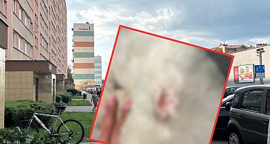 Pies został trafiony w trakcie spaceru. Właścicielka nie kryje emocji-80782