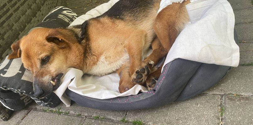 Włocławianie odebrali go z piekła. Upodlony Maksio potrzebuje pomocy - 80819