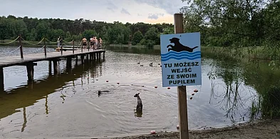 Włocławek przyjazny czworonogom. Zobacz, gdzie możesz zabrać pupila nad wodę-80911