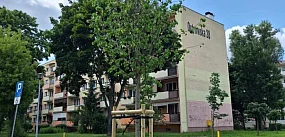Nowe drzewa we Włocławku. Sprawdź, gdzie jest zielono