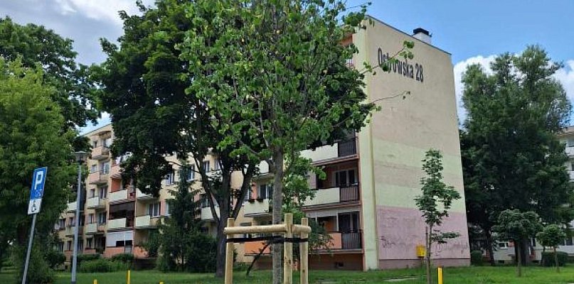 Nowe drzewa we Włocławku. Sprawdź, gdzie zrobiło się zielono - 81115