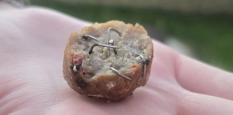To miało trafić do pyska. Włocławianka znalazła coś przerażającego! - 81131