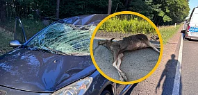 Peugeot skasowany po zderzeniu z łosiem