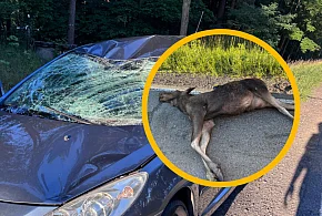 Peugeot skasowany po zderzeniu z łosiem. Zwierzę nie przeżyło-81283