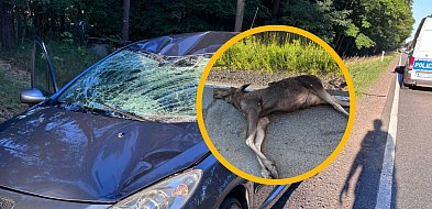 Peugeot skasowany po zderzeniu z łosiem. Zwierzę nie przeżyło-81283
