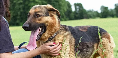 Bambus szuka domu. Pokonał 60 kilometrów, teraz czeka na adopcję-81297