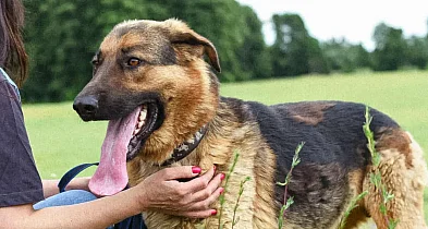 Bambus szuka domu. Pokonał 60 kilometrów, teraz czeka na adopcję-81297