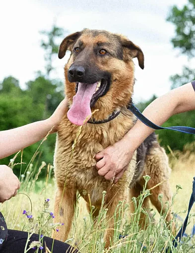 Bambus szuka domu. Pokonał 60 kilometrów, teraz czeka na adopcję-81297