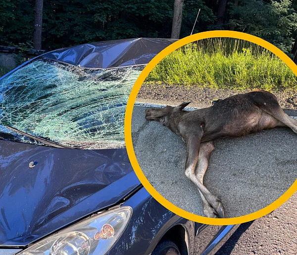 Peugeot skasowany po zderzeniu z łosiem. Zwierzę nie przeżyło-81283