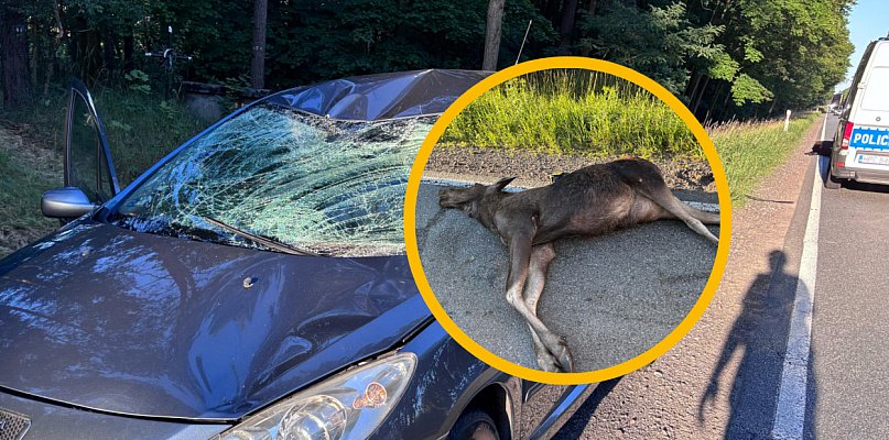 Peugeot skasowany po zderzeniu z łosiem. Zwierzę nie przeżyło - 81283