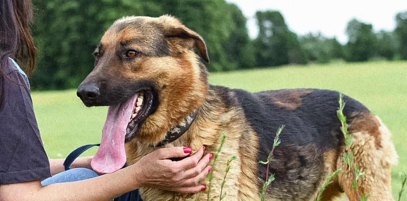 Bambus szuka domu. Pokonał 60 kilometrów, teraz czeka na adopcję - 81297
