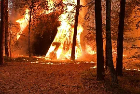 Poranne piekło nad jeziorem Wójtowskim. Płonęły domki i las -81407