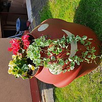 zdjecie ogloszenia