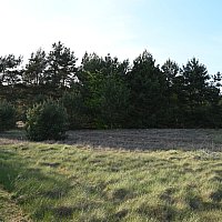 zdjecie ogloszenia