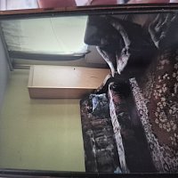 zdjecie ogloszenia