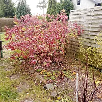 zdjecie ogloszenia
