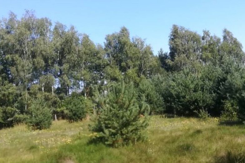 zdjecie ogloszenia