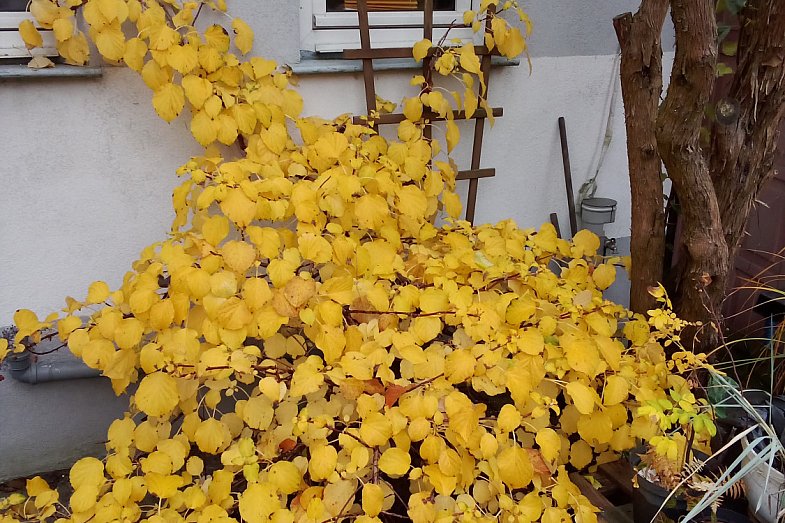 zdjecie ogloszenia