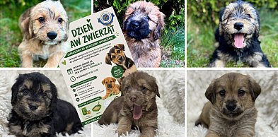 Psiaki szukające domu będą czekały na mieszkańców. Wyjątkowa akcja
