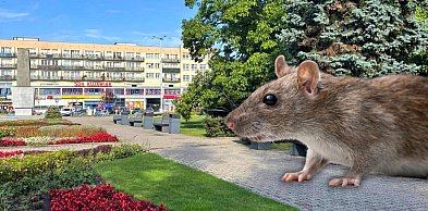Walka ze szczurami w centrum miasta. Będzie akcja na Placu Wolności