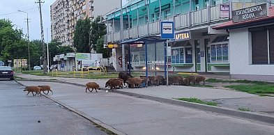 Dziki idą coraz dalej wgłąb Włocławka. Noc przespały pod kościołem