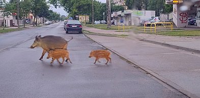 Włocławek zabija dziki. "Odstrzał odbywa się każdego dnia"
