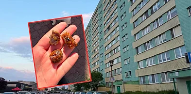 Ktoś znów zastawia śmiertelne pułapki. Alarm na Zazamczu