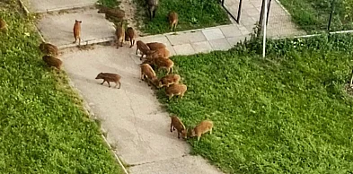 Dni rodziny dzików z Południa policzone. Miasto wynajęło firmę
