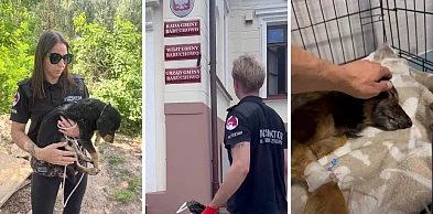 Na nagraniach konające psy. Wójt nadal twierdzi, że nie wymagały pomocy