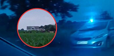 Nowe informacje po obławie pod Włocławkiem. Sprawa ma ciąg dalszy