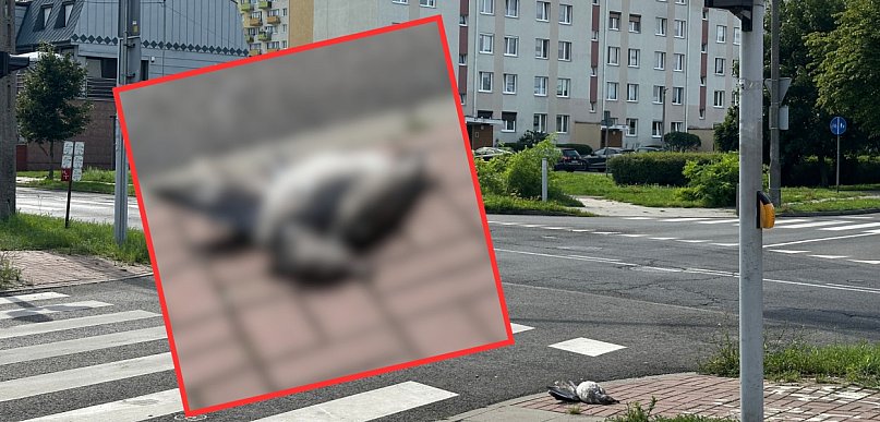 Drastyczna scena na oczach dziecka. Ojciec apeluje do kierowców: zwolnijcie! 