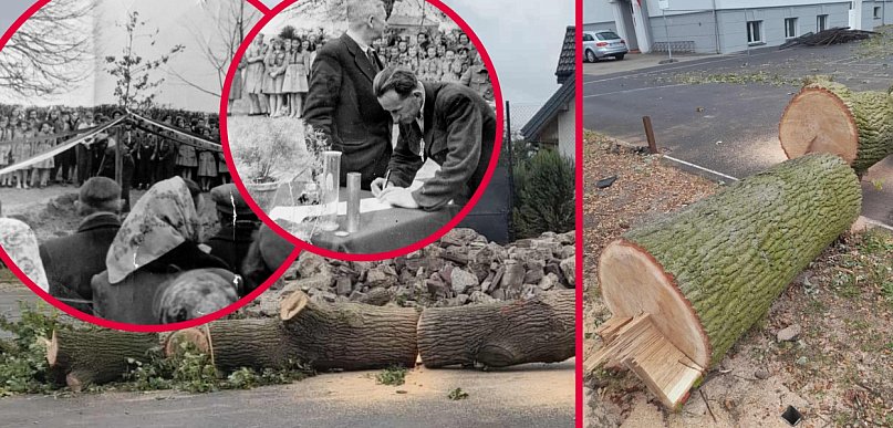 Skandal w Choceniu. Gmina wycięła historyczne drzewo