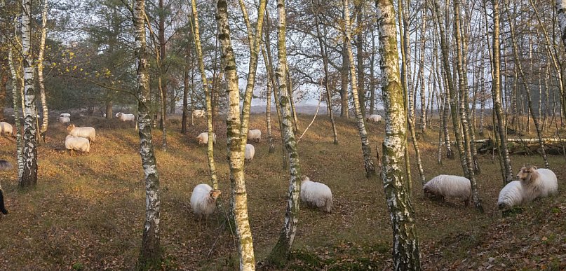 Owce ruszyły w miasto. Rano służby postawione na nogi